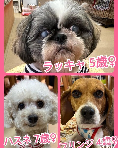 🐾今日の里親様募集中ワンコ🐶メンバーです🐾2023,7,24【保護犬カフェ天神橋店】